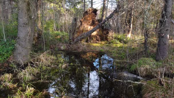 Puddles van smeltwater in een lentedennen- en sparrenbos. Naaldhout — Stockvideo