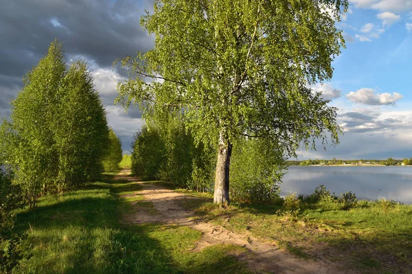 Árboles de primavera en las orillas de un hermoso lago forestal —  Fotos de Stock