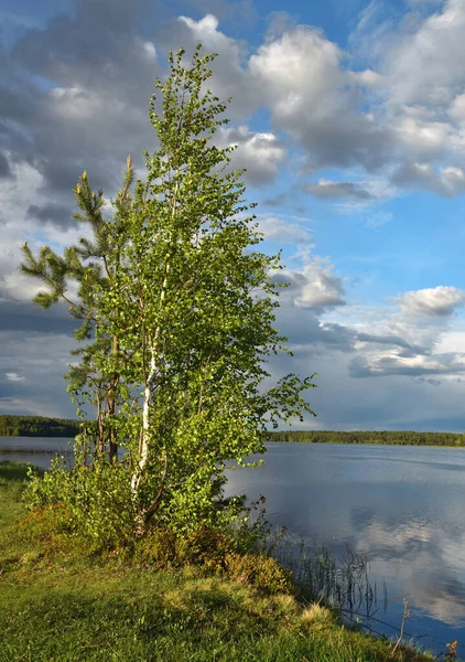 Árvores de primavera nas margens de um belo lago florestal — Fotografia de Stock