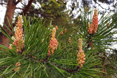 Çiçekli çam dalı. Kozalaklı iğnelerin makrosu