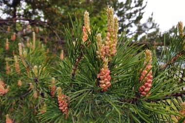 Çiçekli çam dalı. Kozalaklı iğnelerin makrosu