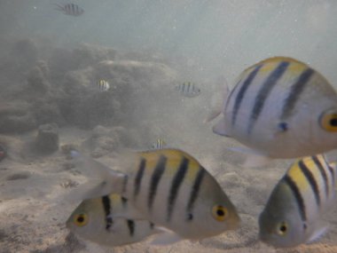 Mercanlar ve tropikal balıklarla dolu sualtı dünyası