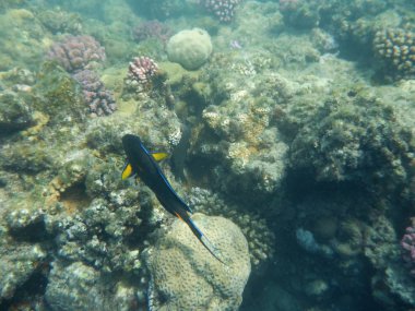 Mercanlar ve tropikal balıklarla dolu sualtı dünyası