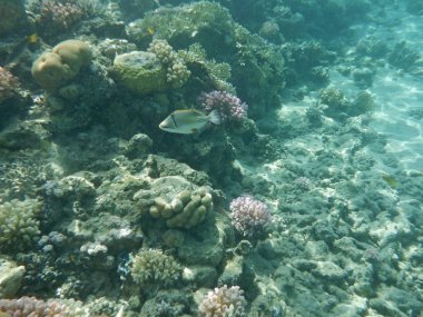 Mercanlar ve tropikal balıklarla dolu sualtı dünyası