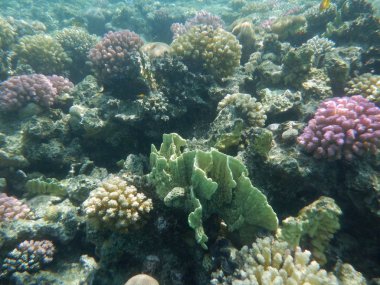 Mercanlar ve tropikal balıklarla dolu sualtı dünyası