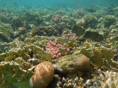 Mercanlar ve tropikal balıklarla dolu sualtı dünyası