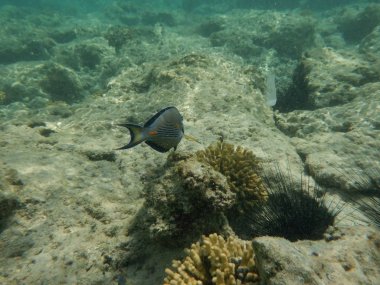 Mercanlar ve tropikal balıklarla dolu sualtı dünyası