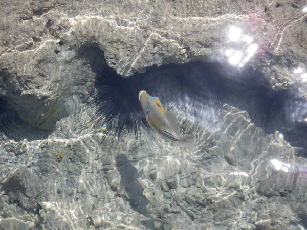 Mundo Submarino Con Corales Peces Tropicales —  Fotos de Stock