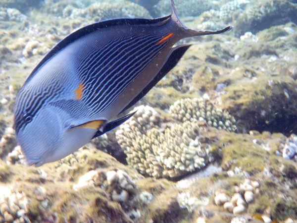 Undervattensvärlden Med Koraller Och Tropisk Fisk — Stockfoto