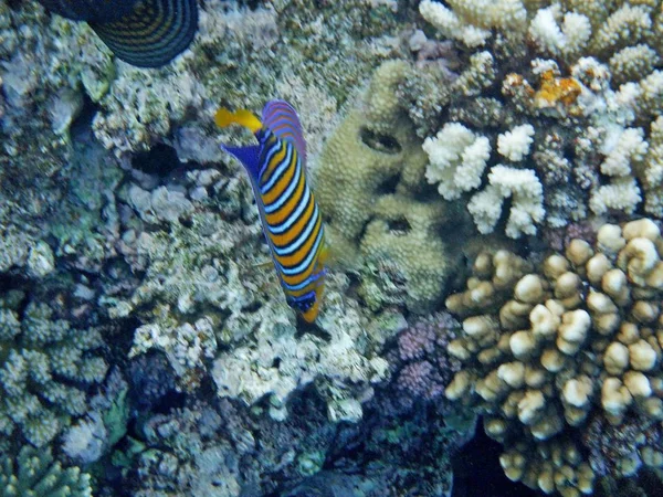 Mundo Subaquático Com Corais Peixes Tropicais — Fotografia de Stock