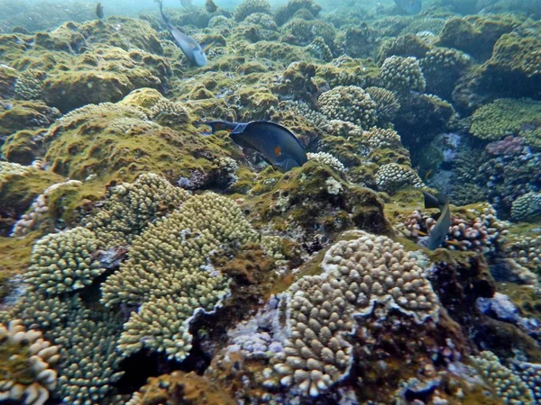 Mundo Submarino Con Corales Peces Tropicales — Foto de Stock