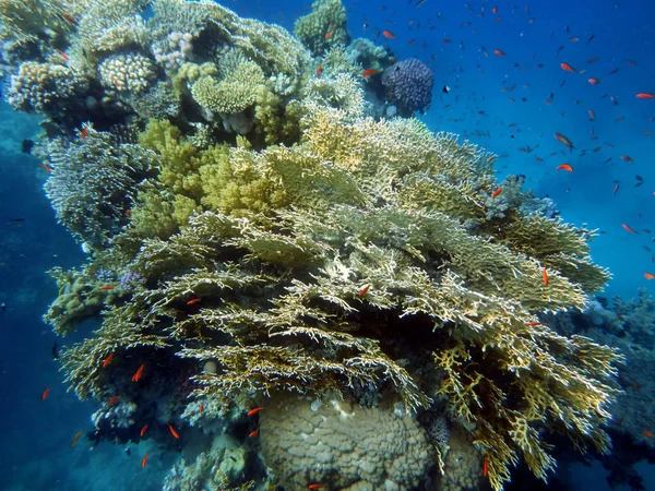 Mundo Submarino Con Corales Peces Tropicales — Foto de Stock