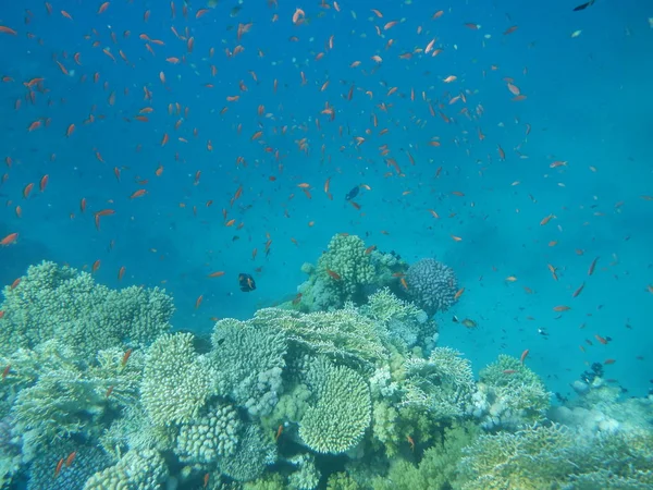 Υποβρύχιο Κόσμο Κοράλλια Και Τροπικά Ψάρια — Φωτογραφία Αρχείου
