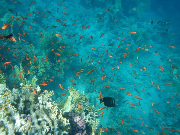 Underwater World Corals Tropical Fish — Stock Photo, Image