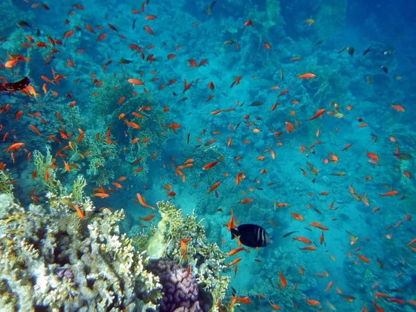 Mundo Submarino Con Corales Peces Tropicales —  Fotos de Stock