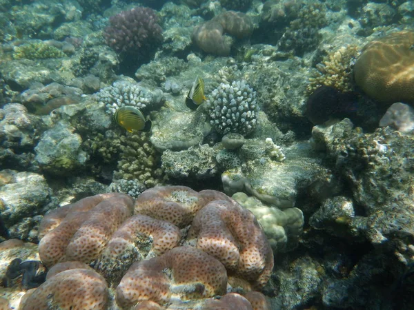 Underwater World Corals Tropical Fish — Stock Photo, Image