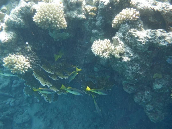 Підводний Світ Коралами Тропічною Рибою — стокове фото