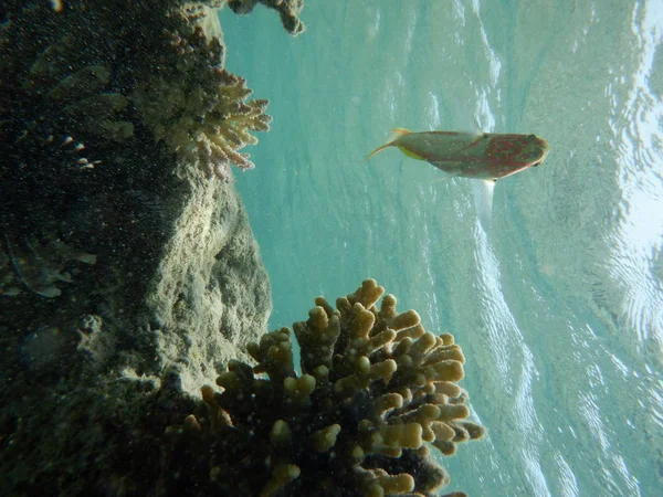 Mundo Submarino Con Corales Peces Tropicales —  Fotos de Stock