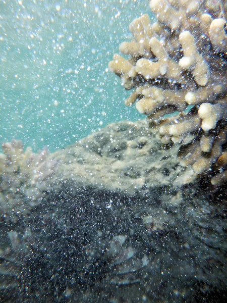 Mundo Submarino Con Corales Peces Tropicales —  Fotos de Stock