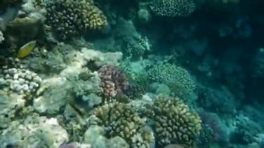 Mercanlar ve tropikal balıklarla dolu sualtı dünyası