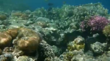 Mercanlar ve tropikal balıklarla dolu sualtı dünyası