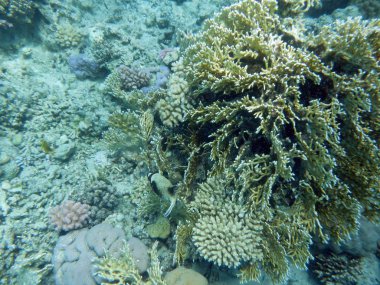 Mercanlar ve tropikal balıklarla dolu sualtı dünyası