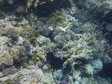 Mercanlar ve tropikal balıklarla dolu sualtı dünyası