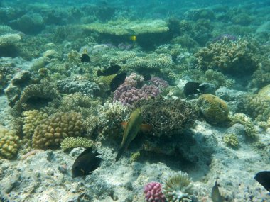 Mercanlar ve tropikal balıklarla dolu sualtı dünyası