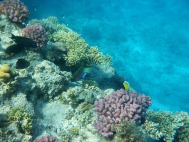 Mercanlar ve tropikal balıklarla dolu sualtı dünyası
