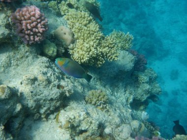 Mercanlar ve tropikal balıklarla dolu sualtı dünyası