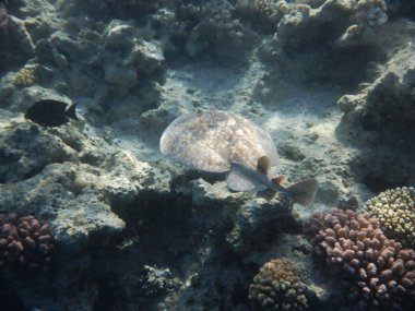 Mercanlar ve tropikal balıklarla dolu sualtı dünyası