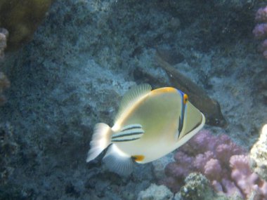 Mercanlar ve tropikal balıklarla dolu sualtı dünyası