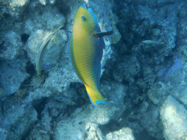 Mercanlar ve tropikal balıklarla dolu sualtı dünyası