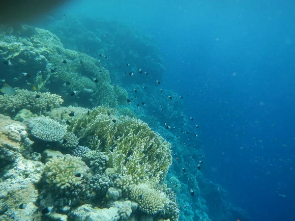 Mundo Submarino Con Corales Peces Tropicales — Foto de Stock