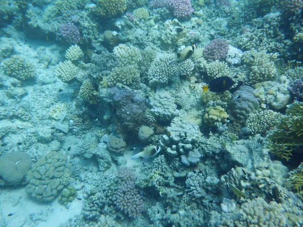 Podwodny Świat Koralami Rybami Tropikalnymi — Zdjęcie stockowe