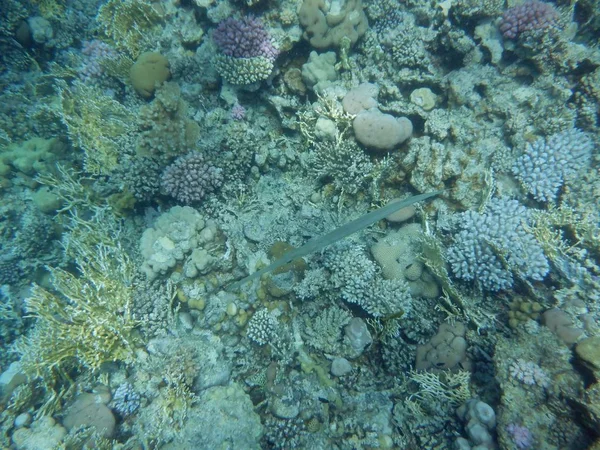 Mundo Submarino Con Corales Peces Tropicales —  Fotos de Stock