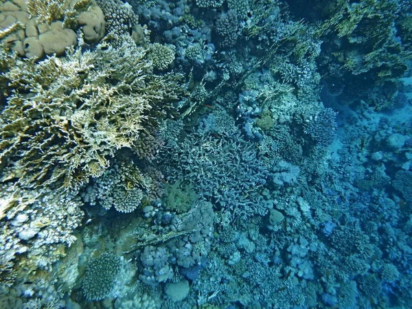Mundo Submarino Con Corales Peces Tropicales — Foto de Stock