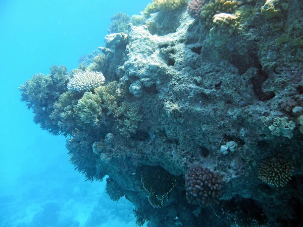 Podwodny Świat Koralami Rybami Tropikalnymi — Zdjęcie stockowe