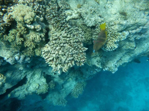 Víz Alatti Világ Korallokkal Trópusi Halakkal — Stock Fotó