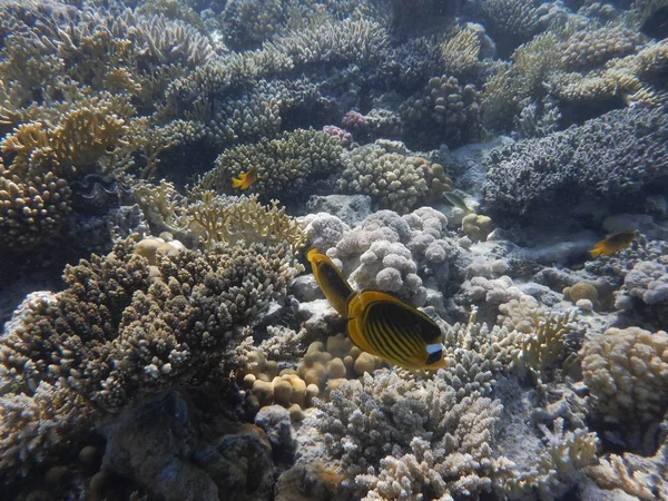 Undervattensvärlden Med Koraller Och Tropisk Fisk — Stockfoto