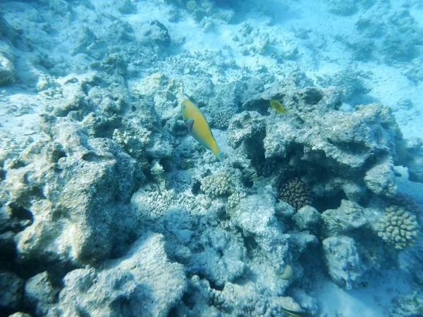 Mundo Submarino Con Corales Peces Tropicales —  Fotos de Stock