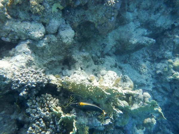 Mundo Submarino Con Corales Peces Tropicales —  Fotos de Stock