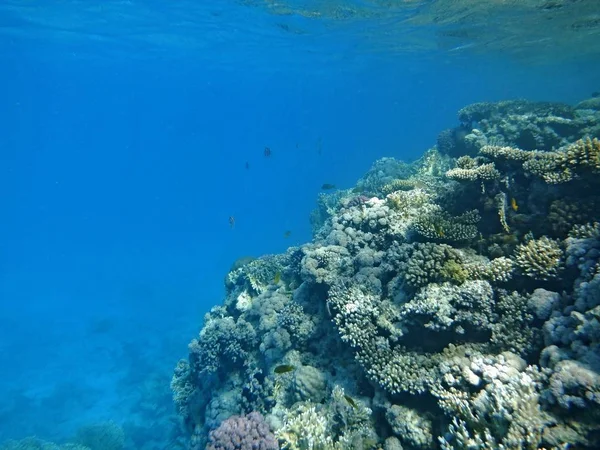 Mundo Submarino Con Corales Peces Tropicales — Foto de Stock