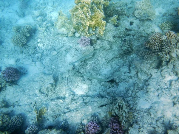 Mundo Submarino Con Corales Peces Tropicales — Foto de Stock