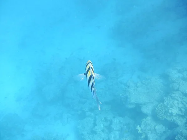 Onderwaterwereld Met Koralen Tropische Vissen — Stockfoto