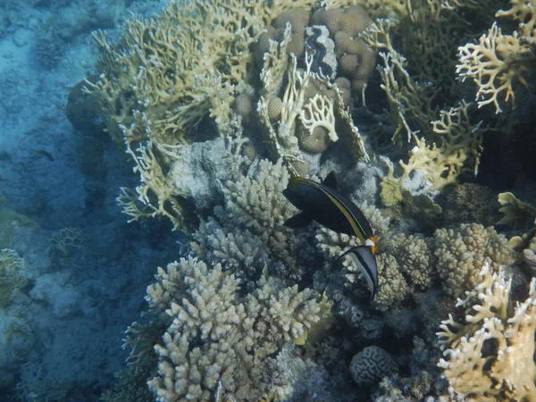 Undervattensvärlden Med Koraller Och Tropisk Fisk — Stockfoto