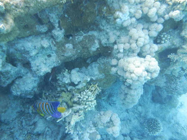 Mundo Submarino Con Corales Peces Tropicales —  Fotos de Stock