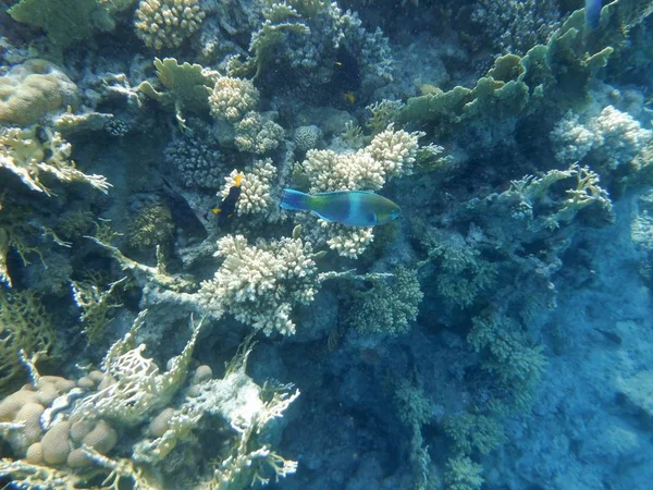 Mundo Subaquático Com Corais Peixes Tropicais — Fotografia de Stock