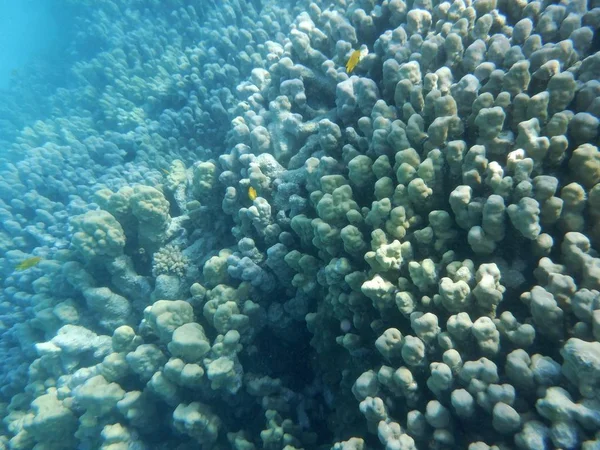 Underwater World Corals Tropical Fish — Stock Photo, Image