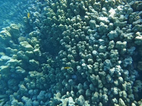 Подводный Мир Кораллами Тропическими Рыбами — стоковое фото